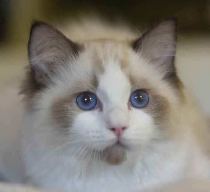 images/AvailableKittens/Ava website.jpg